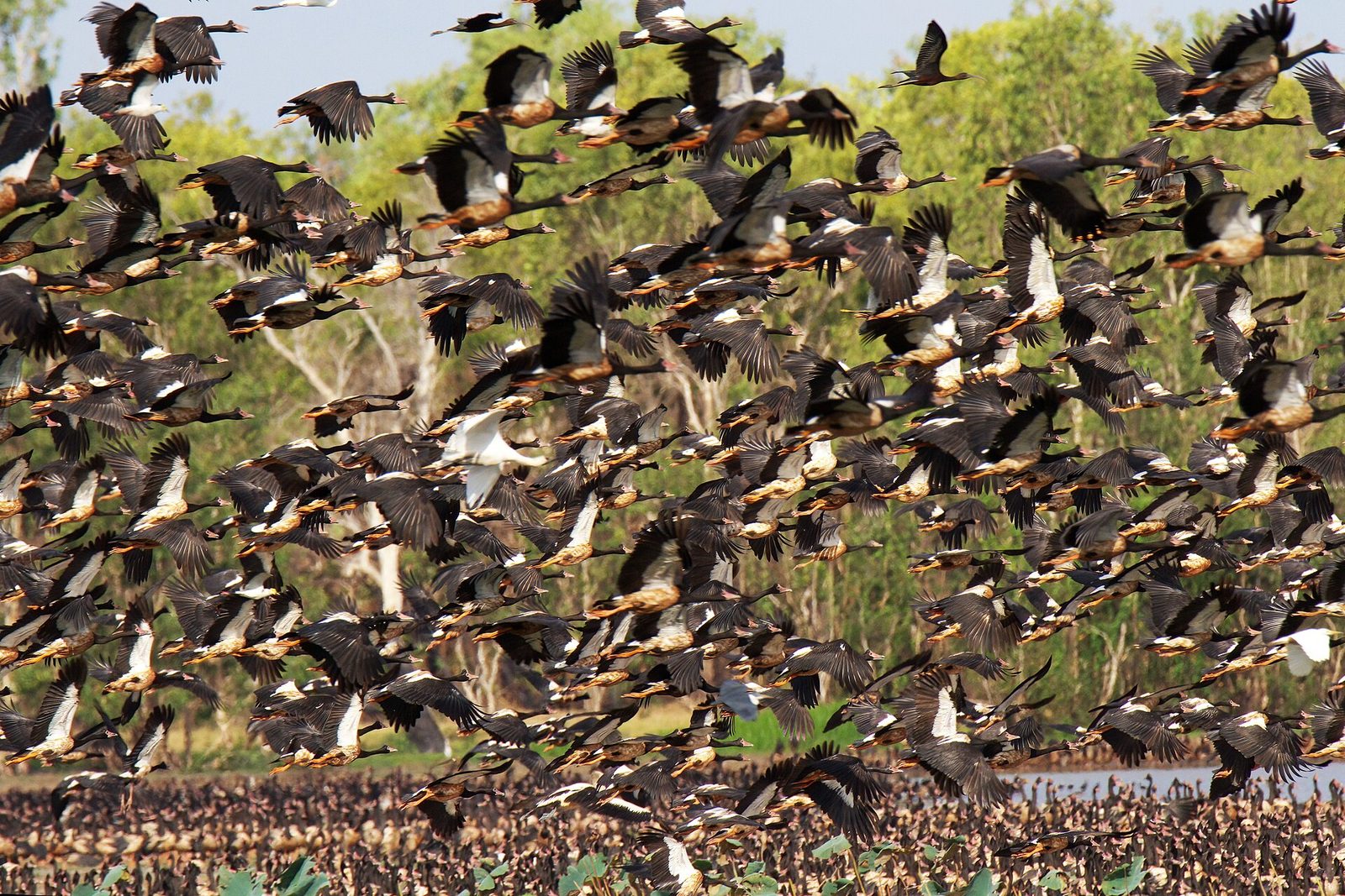 File:Magpie Geese at Mamukala Wetlands, Kakadu National Park.jpg
