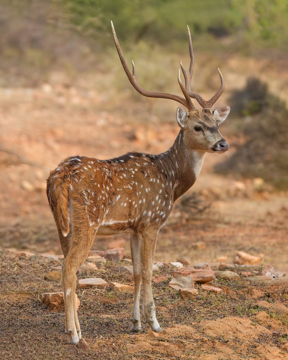 File:066 Chital in Ranthambore National Park Photo by Giles Laurent.jpg