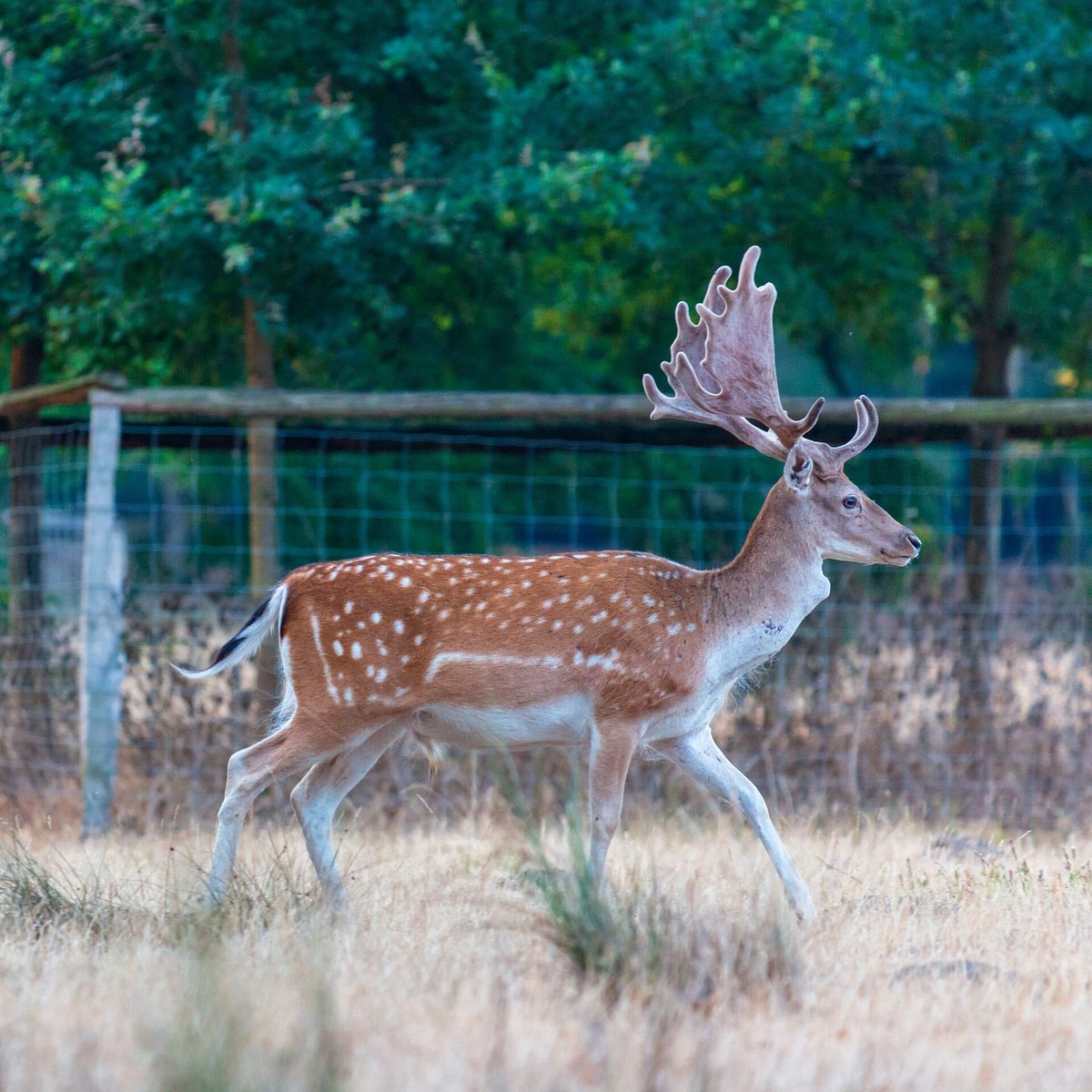 File:Dülmen, Wildpark -- 2018 -- 3762.jpg