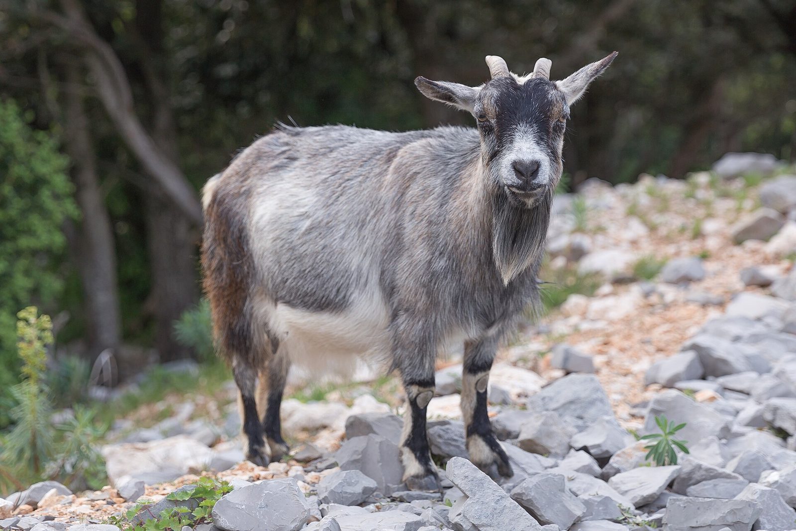 File:Capra aegagrus (Chèvre sauvage) - 61.jpg