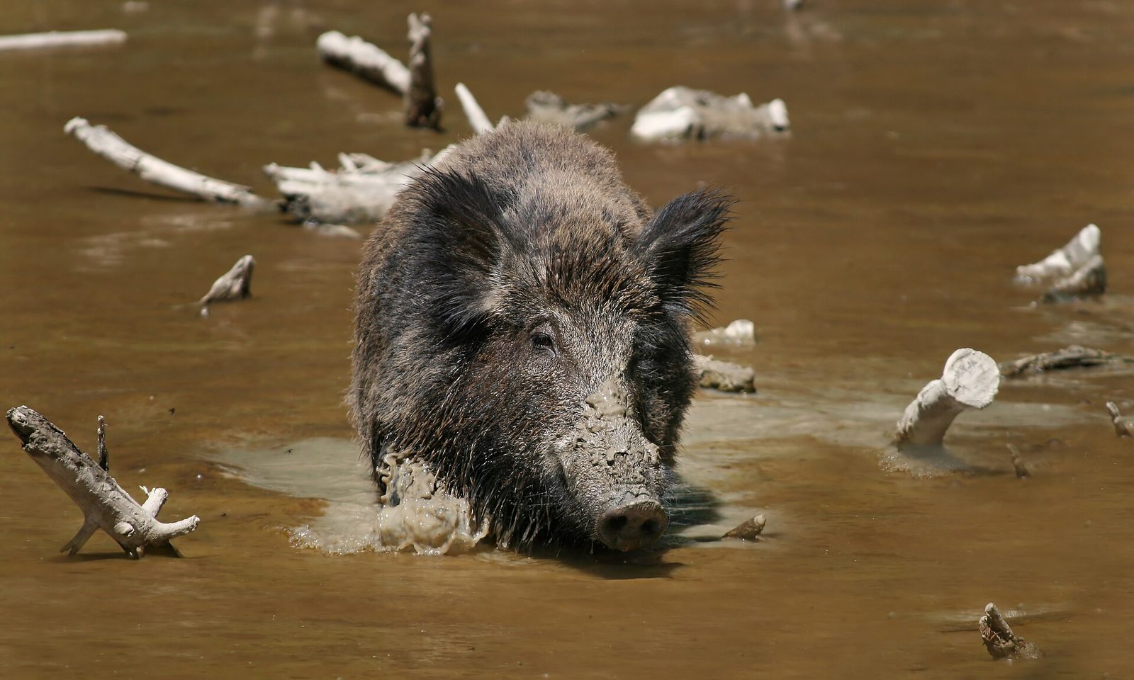 File:Wild Boar Habbitat 2.jpg