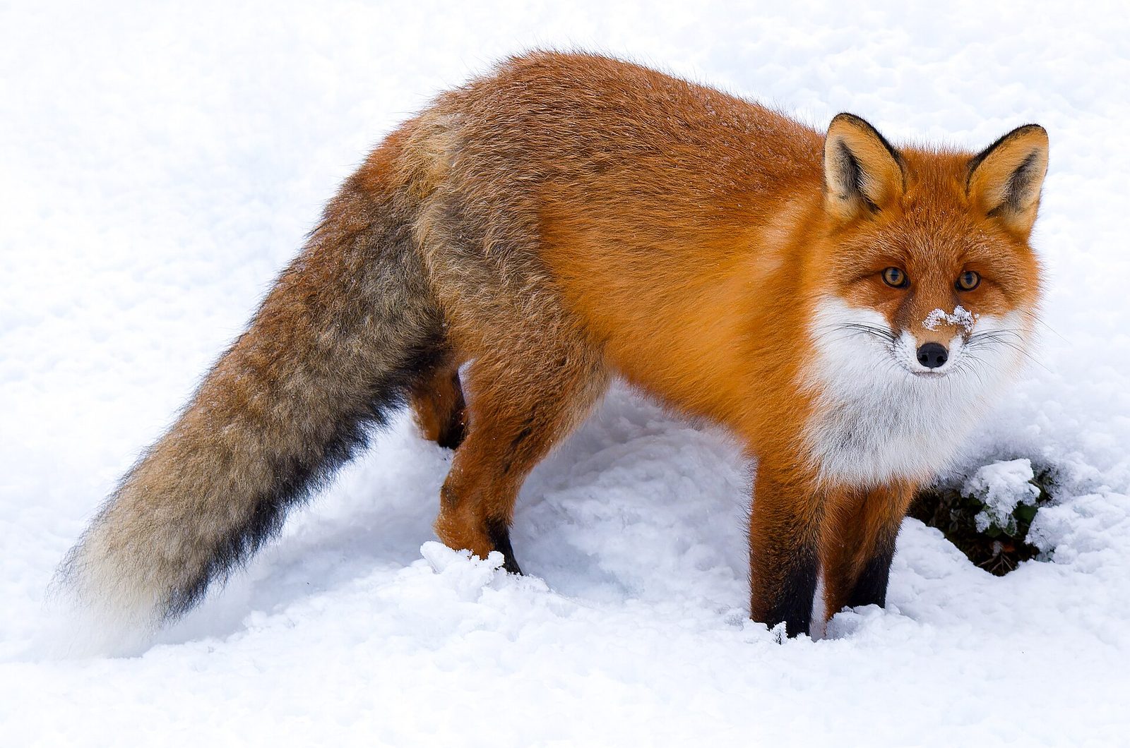 File:Portrait of a red fox in Rautas fjällurskog (cropped).jpg