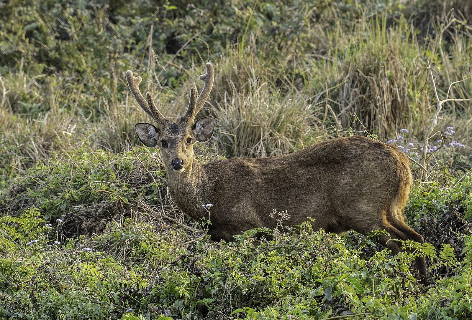 File:A hog deer (Axis porcinus) at Kaziranga National Park, Assam, India3.jpg