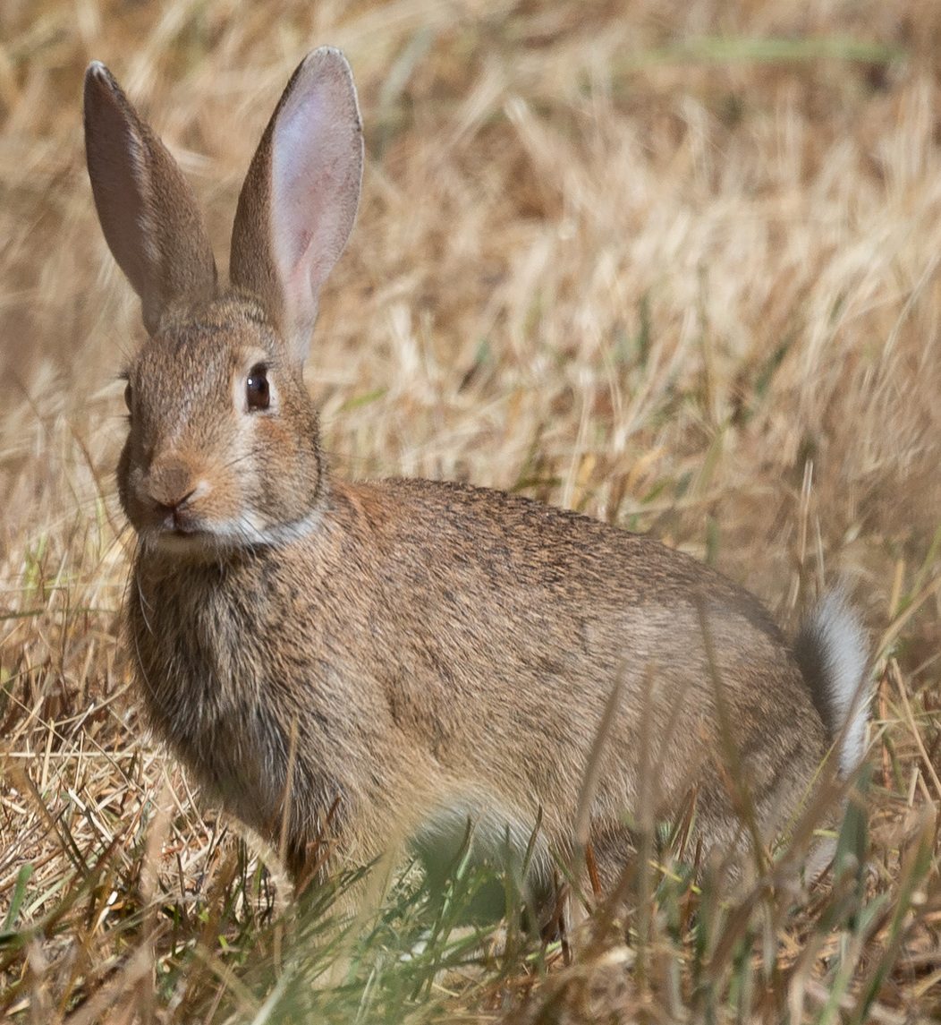 File:Oryctolagus cuniculus - euqirneto - 419737670 (cropped).jpeg