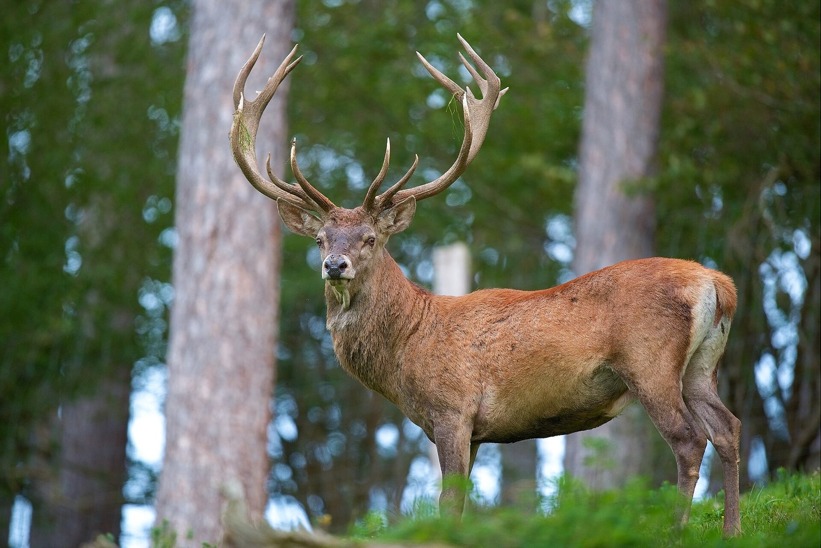 File:Cervus elaphus Luc Viatour 6.jpg