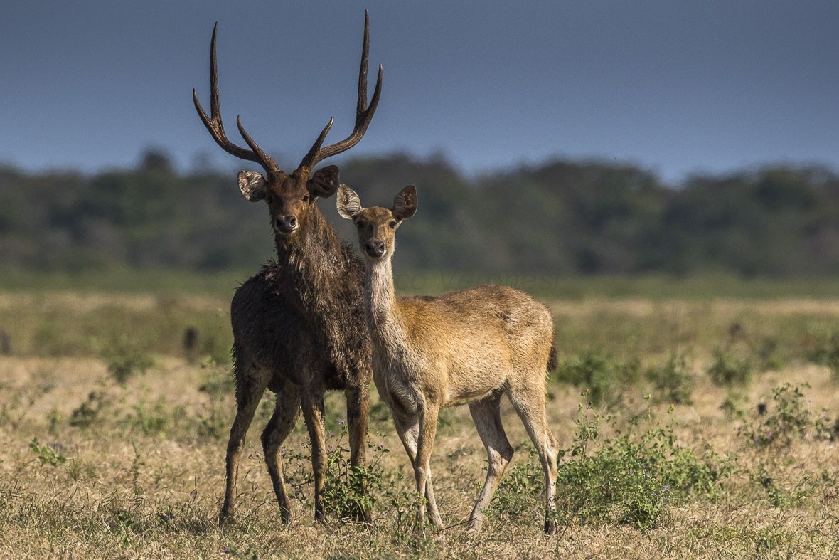 File:Javan Deer couple - Baluran NP - East Java (29505339513).jpg