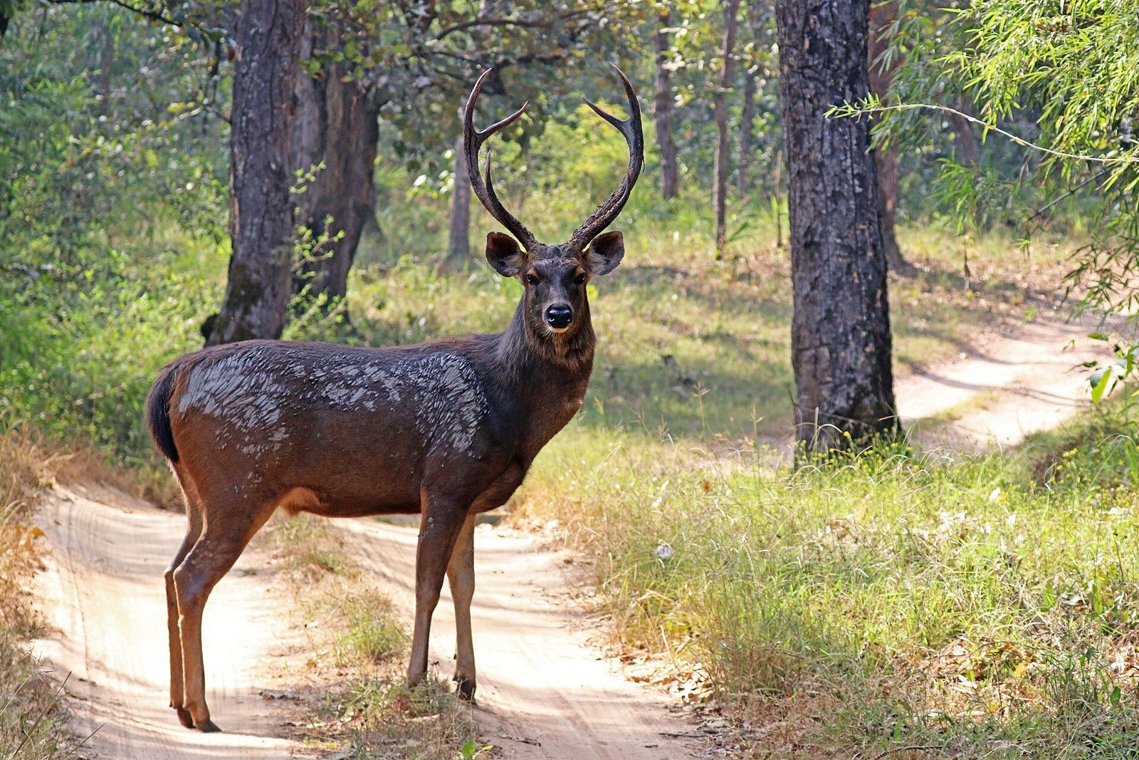 File:Sambar (Cervus unicolor unicolor) male.jpg